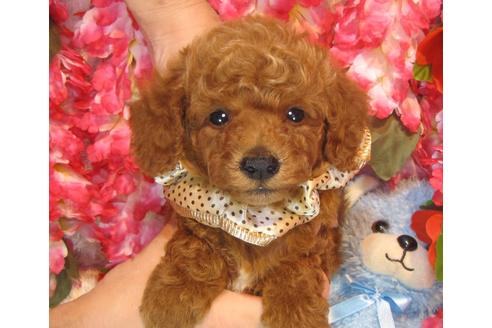 成約済の茨城県のトイプードル-36318の5枚目