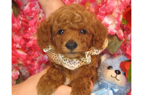 成約済の茨城県のトイプードル-36318の1枚目