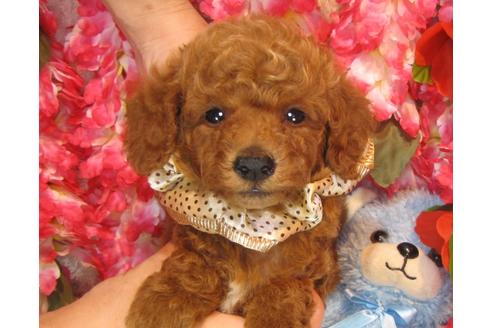 成約済の茨城県のトイプードル-36318の2枚目