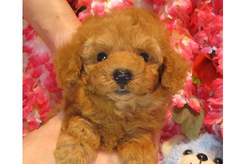 成約済の茨城県のトイプードル-36319の3枚目