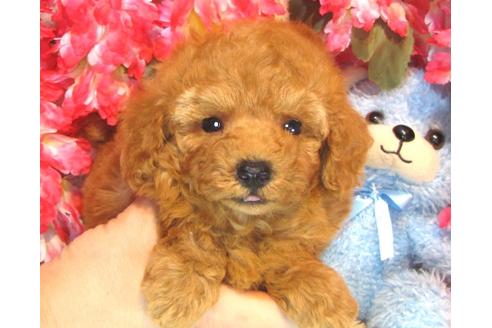 成約済の茨城県のトイプードル-36319の5枚目