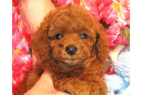 成約済の茨城県のトイプードル-36320の4枚目