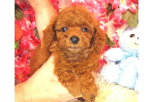 成約済の茨城県のトイプードル-36320の5枚目