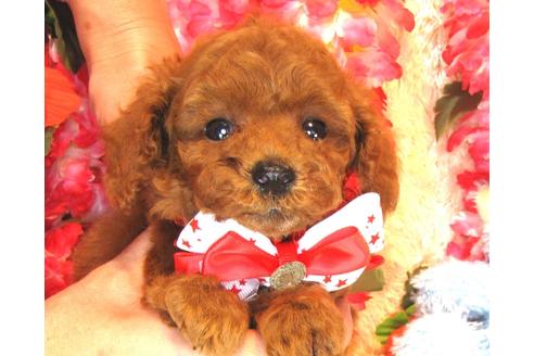 成約済の茨城県のトイプードル-36320の1枚目