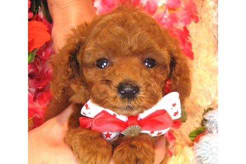 成約済の茨城県のトイプードル-36320の2枚目