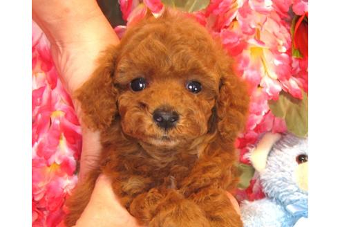 成約済の茨城県のトイプードル-36320の3枚目