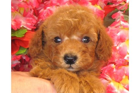 成約済の茨城県のトイプードル-36321の3枚目