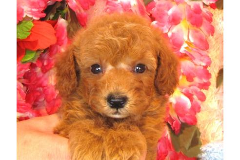 成約済の茨城県のトイプードル-36321の5枚目