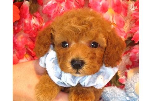 成約済の茨城県のトイプードル-36321の1枚目