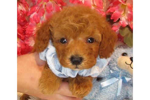 成約済の茨城県のトイプードル-36321の2枚目