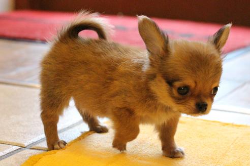 成約済の愛知県のチワワ(ロングコート)-34347の5枚目