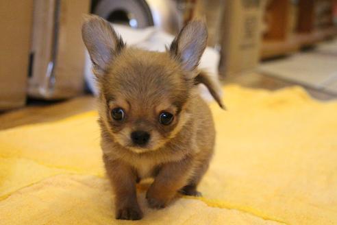 成約済の愛知県のチワワ(ロングコート)-34347の4枚目