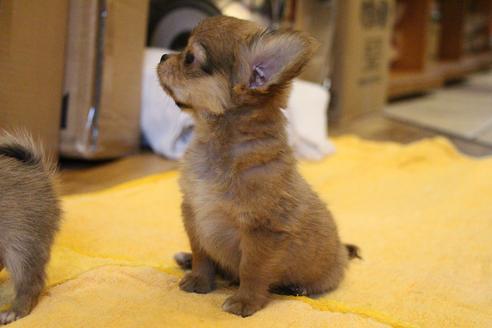 成約済の愛知県のチワワ(ロングコート)-34347の3枚目