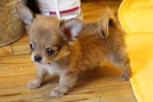 成約済の愛知県のチワワ(ロングコート)-34347の2枚目