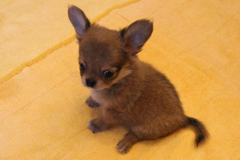 成約済の愛知県のチワワ(ロングコート)-34347の1枚目