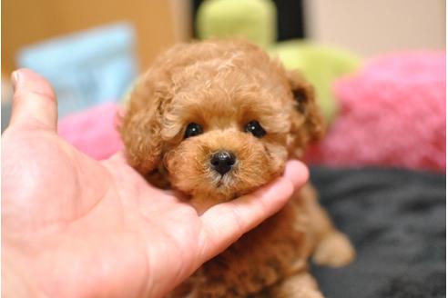 成約済の茨城県のトイプードル-36366の1枚目