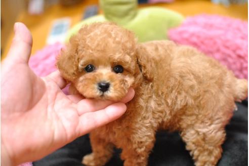 成約済の茨城県のトイプードル-36367の1枚目
