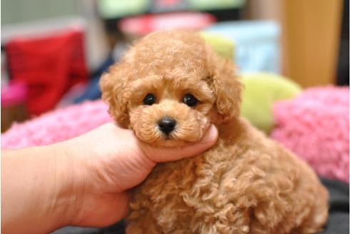 成約済の茨城県のトイプードル-36368の1枚目