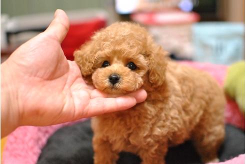 成約済の茨城県のトイプードル-36368の3枚目