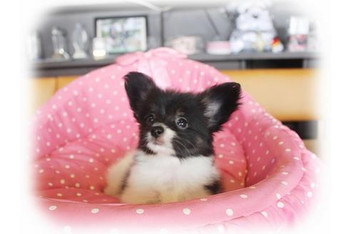 成約済の大阪府のパピヨン-36389の1枚目