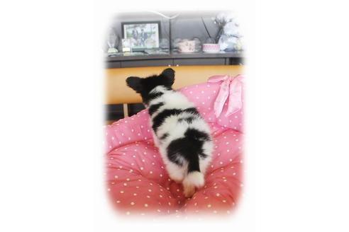 成約済の大阪府のパピヨン-36389の2枚目
