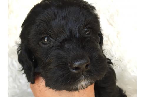 成約済の茨城県のミックス犬-36394の4枚目