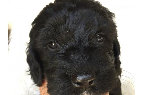 成約済の茨城県のミックス犬-36394の1枚目