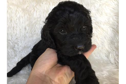 成約済の茨城県のミックス犬-36394の2枚目