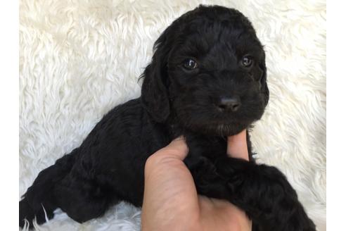 成約済の茨城県のミックス犬-36395の4枚目