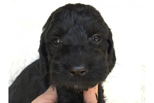 成約済の茨城県のミックス犬-36395の1枚目
