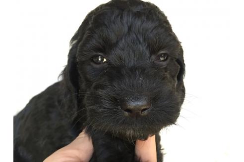 成約済の茨城県のミックス犬-36395の2枚目