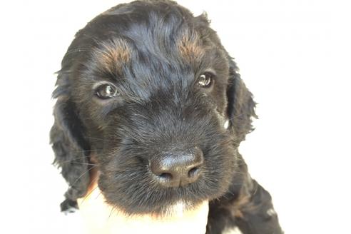 成約済の茨城県のミックス犬-36396の2枚目
