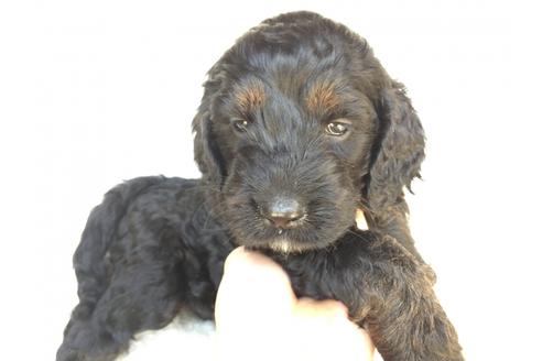 成約済の茨城県のミックス犬-36396の3枚目
