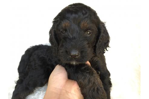 成約済の茨城県のミックス犬-36396の5枚目