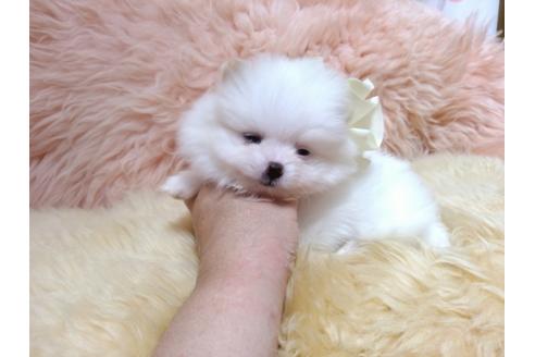 成約済の愛知県のポメラニアン-36397の1枚目