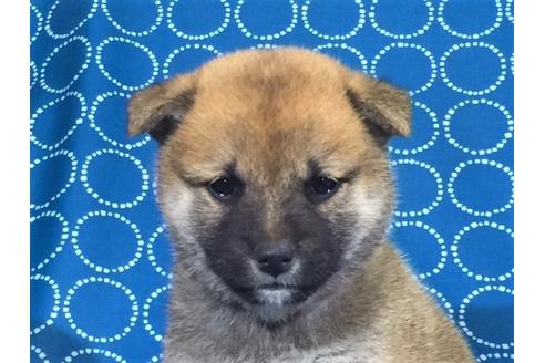 成約済の愛知県の柴犬-36402の2枚目
