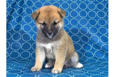 成約済の愛知県の柴犬-36402の3枚目
