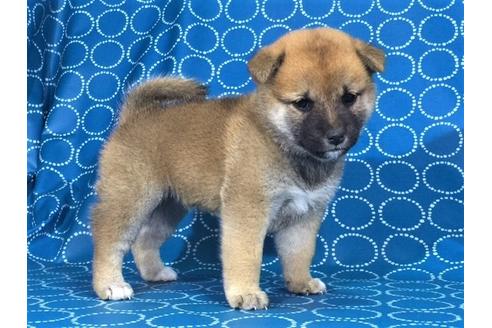 成約済の愛知県の柴犬-36402の1枚目