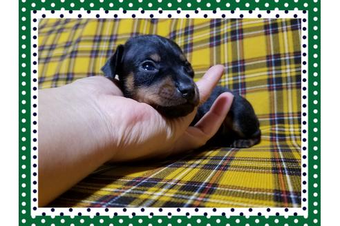 成約済の長崎県のミニチュアピンシャー(ミニピン)-35168の3枚目