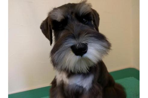 成約済の千葉県のミニチュアシュナウザー-35562の2枚目