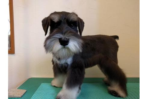 成約済の千葉県のミニチュアシュナウザー-35562の1枚目