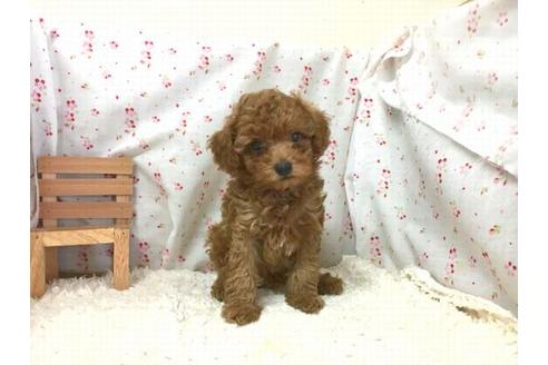 成約済の滋賀県のトイプードル-36425の2枚目