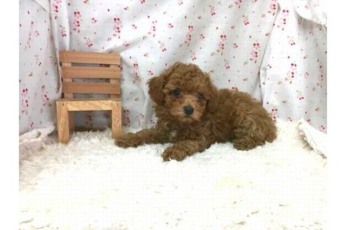 成約済の滋賀県のトイプードル-36425の1枚目