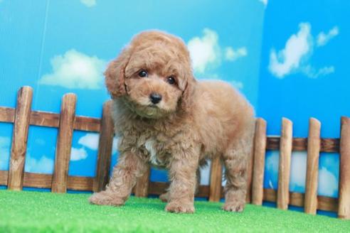 成約済の滋賀県のトイプードル-36426の2枚目