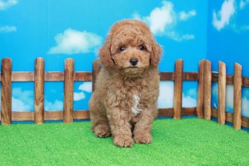 成約済の滋賀県のトイプードル-36426の1枚目