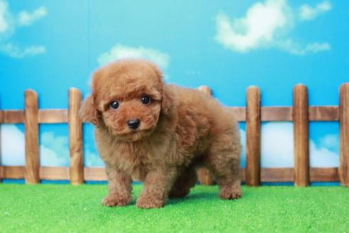 成約済の滋賀県のトイプードル-36427の2枚目