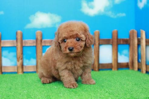 成約済の滋賀県のトイプードル-36427の1枚目