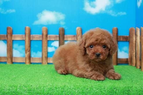 成約済の滋賀県のトイプードル-36428の2枚目