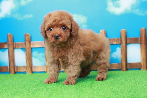 成約済の滋賀県のトイプードル-36428の1枚目