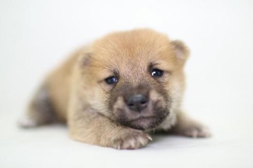 成約済の愛知県の柴犬-36473の1枚目